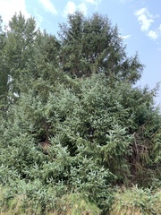 Picea sitchensis