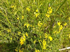 Rhamphospermum nigrum