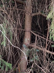 Picea sitchensis