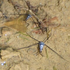 Neogerris hesione