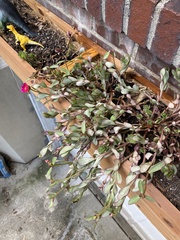 Portulaca umbraticola