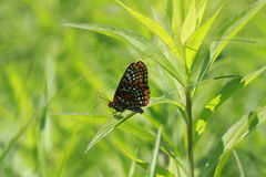 Euphydryas phaeton