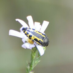 Acmaeodera scalaris