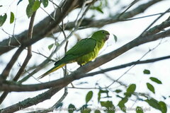 Psittacara leucophthalmus