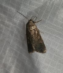 Spodoptera exigua