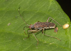 Rhyparochrominae