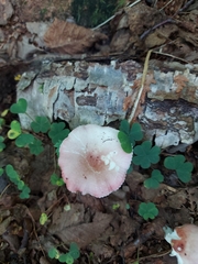 Russula fragilis