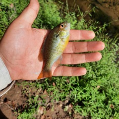 Lepomis auritus