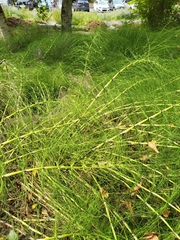 Equisetum telmateia
