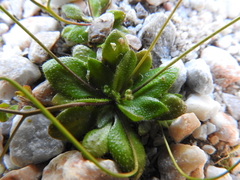 Draba praecox