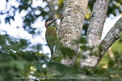 Colaptes melanochloros