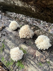 Artomyces pyxidatus