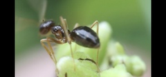 Prenolepis imparis