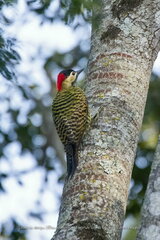Colaptes melanochloros