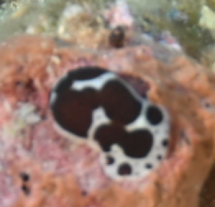 Peltodoris atromaculata