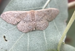Idaea eugeniata