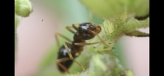 Prenolepis imparis