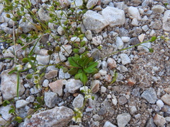 Draba praecox