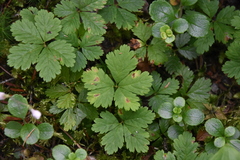 Rubus pedatus