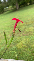 Ipomoea quamoclit