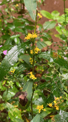 Solidago caesia