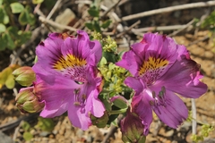 Alstroemeria philippii