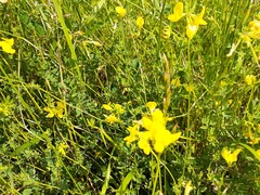 Rhamphospermum nigrum