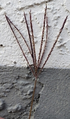 Digitaria sanguinalis