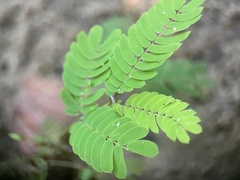Mimosoideae