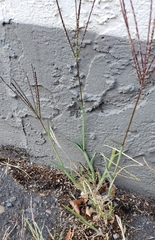 Digitaria sanguinalis