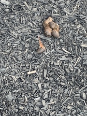 Polygonia interrogationis