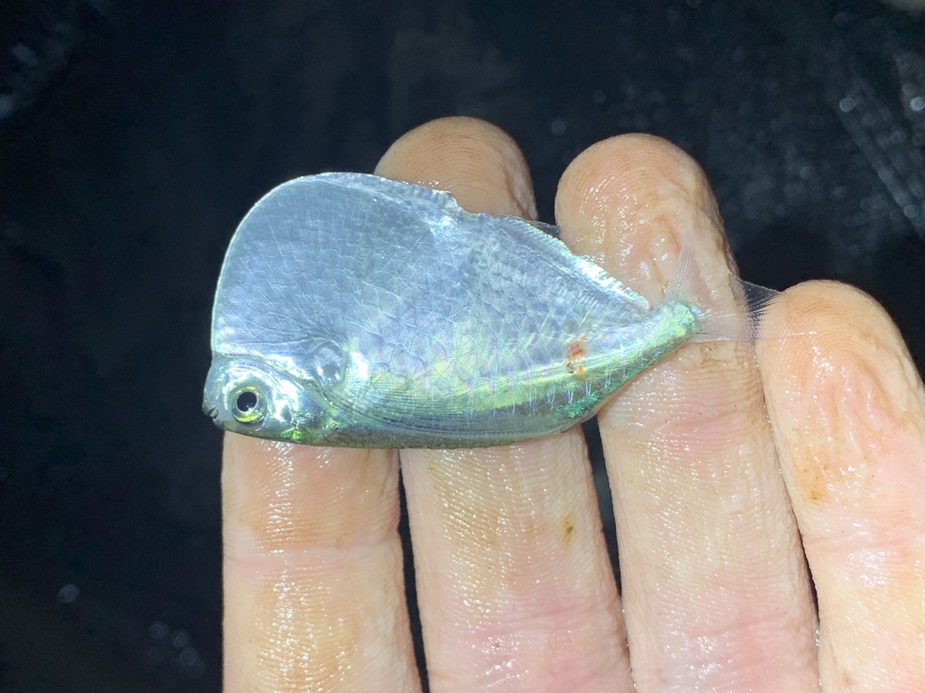 Zilveren bijlzalm (Thoracocharax stellatus) — Gasteropelecidae