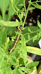 Cucullia convexipennis