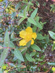 Hypericum × hidcoteense