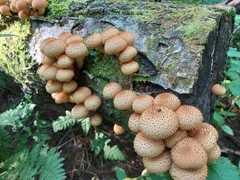 Pholiota squarrosoides