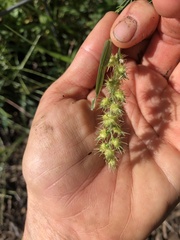 Cenchrus longispinus