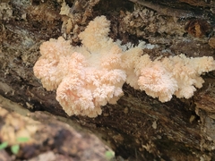Hericium