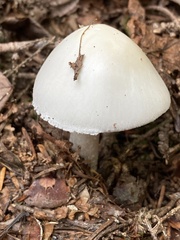 Phalloideae