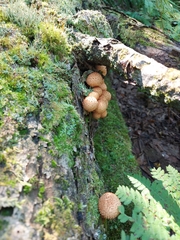 Pholiota squarrosoides