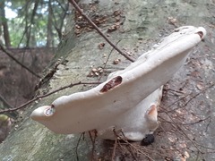Ganoderma megaloma