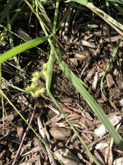 Cenchrus longispinus