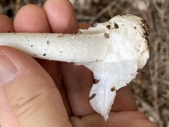 Phalloideae