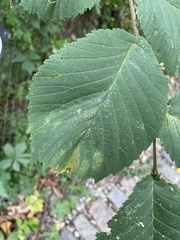 Ulmus glabra