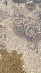 Anthopleura