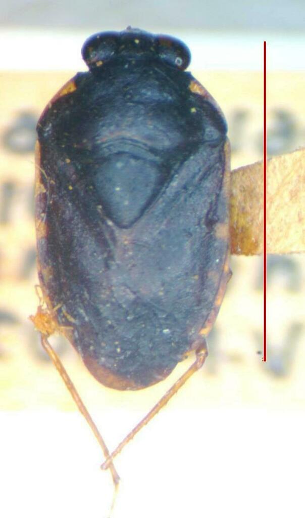 Ochterus perbosci