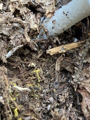 Phalloideae