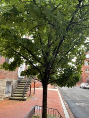 Liquidambar