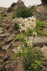 Leucocoryne coronata