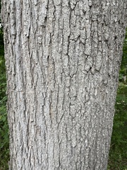 Ulmus glabra