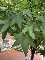 Liquidambar
